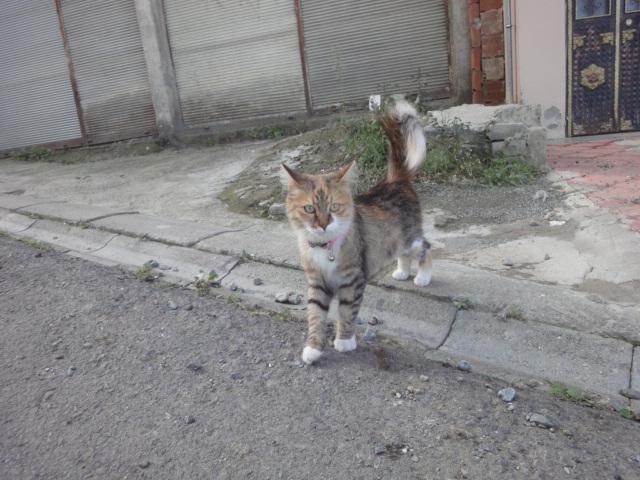 پیشی محله